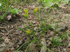 Gagea chrysantha