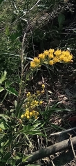 Solidago chilensis