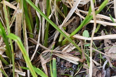 Carex pseudocyperus