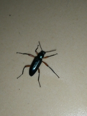 Strongylium erythrocephalum