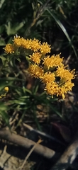Solidago chilensis
