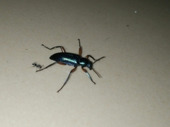 Strongylium erythrocephalum