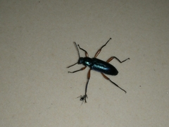 Strongylium erythrocephalum