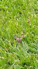 Danaus plexippus nigrippus