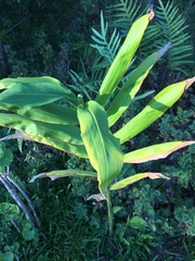 Hedychium gardnerianum