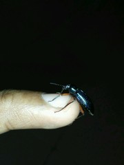 Strongylium erythrocephalum