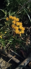 Solidago chilensis
