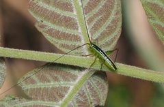 Conocephalus gigantius