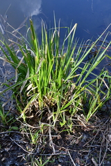 Carex pseudocyperus
