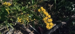 Solidago chilensis