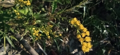 Solidago chilensis