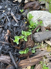 Veronica serpyllifolia