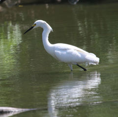 Egretta thula