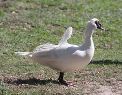 Cairina moschata domestica