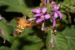 Macroglossum trochilus
