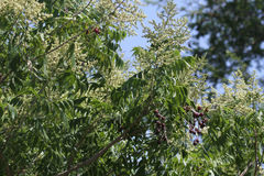Sapindus drummondii