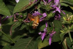 Macroglossum trochilus