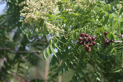 Sapindus drummondii