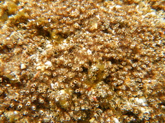 Mesochaetopterus minutus