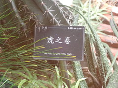 Gasteria gracilis