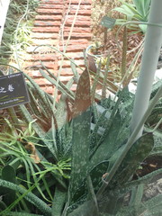 Gasteria gracilis