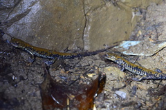 Plethodon petraeus