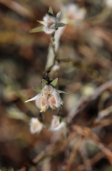 Amphithalea tomentosa