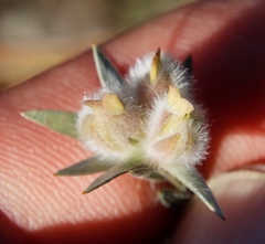 Amphithalea tomentosa