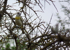 Pachyramphus viridis