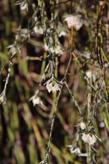 Amphithalea tomentosa