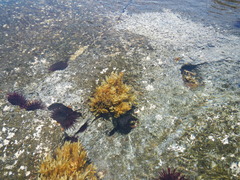 Sargassum obtusifolium