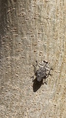 Chrysobothris acutipennis