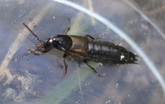 Philonthus carbonarius