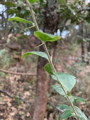 Afrocanthium