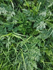 Anthriscus sylvestris