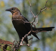 Quiscalus mexicanus