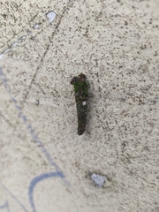 Lepidoptera