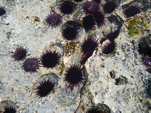 Echinometra insularis