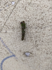 Lepidoptera