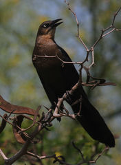 Quiscalus mexicanus