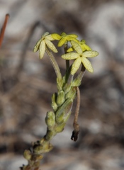 Lyperia lychnidea