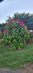 Megaskepasma