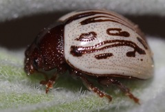 Zygogramma heterothecae