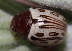 Zygogramma heterothecae