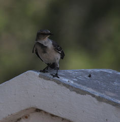 Mimus polyglottos