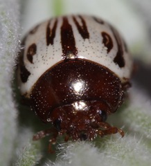 Zygogramma heterothecae