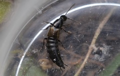 Philonthus carbonarius