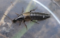 Philonthus carbonarius