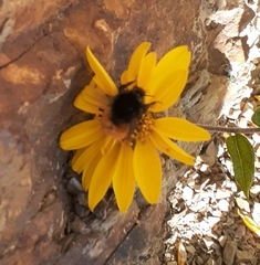 Bombus baeri
