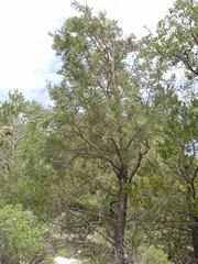 Juniperus deppeana robusta